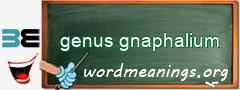 WordMeaning blackboard for genus gnaphalium